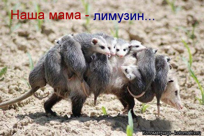 Котоматрица: Наша мама - лимузин...