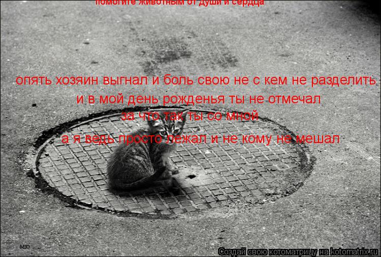 Котоматрица: помогите животным от души и сердца  опять хозяин выгнал и боль свою не с кем не разделить и в мой день рожденья ты не отмечал за что так ты со 