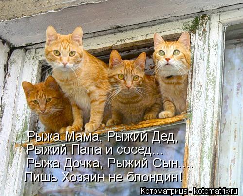 Котоматрица: Рыжа Мама, Рыжий Дед, Рыжий Папа и сосед... Рыжа Дочка, Рыжий Сын.... Лишь Хозяин не блондин!