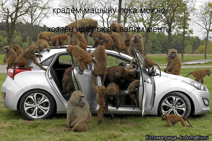 Котоматрица: крадём машыну пока можно  хозяен идёт сюда валим менты