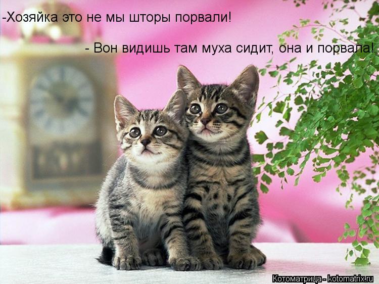 -Хозяйка это не мы шторы порвали! - Вон видишь там муха сидит, она и порвала!... Котоматрица: -Хозяйка это не мы шторы порвали! - Вон видишь там муха сидит, она и порвала!