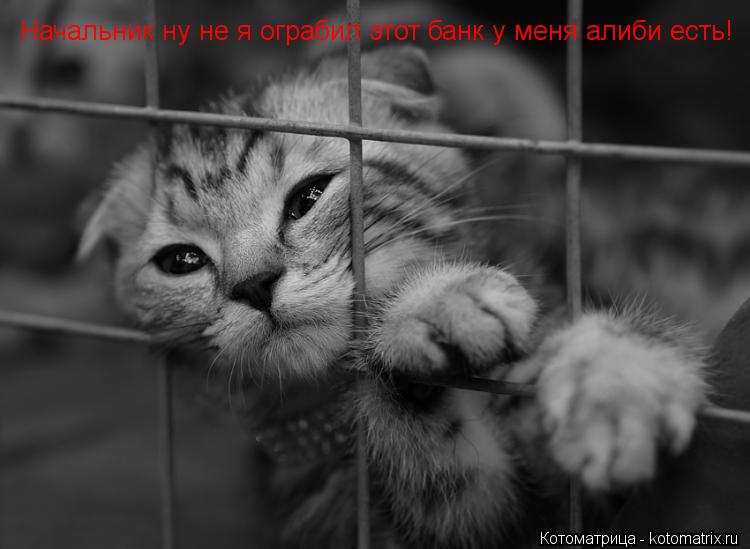 Начальник ну не я ограбил этот банк у меня алиби есть!... Котоматрица: Начальник ну не я ограбил этот банк у меня алиби есть!