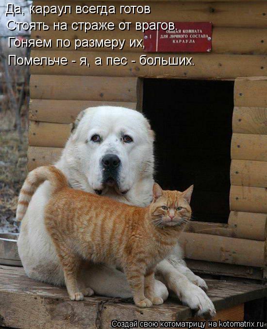 Котоматрица: Да, караул всегда готов Стоять на страже от врагов. Гоняем по размеру их, Помельче - я, а пес - больших.