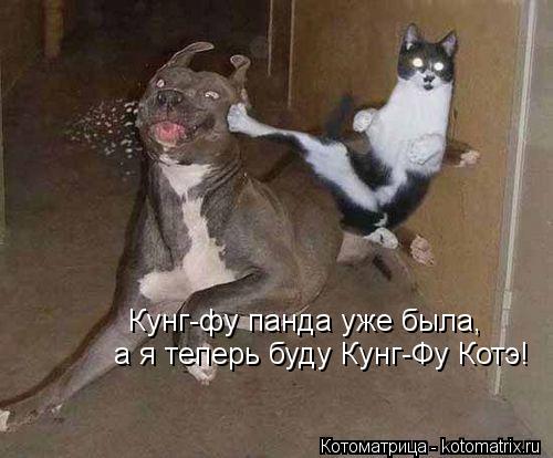 Кунг-фу панда уже была, а я теперь буду Кунг-Фу Котэ!... Котоматрица: Кунг-фу панда уже была, а я теперь буду Кунг-Фу Котэ!