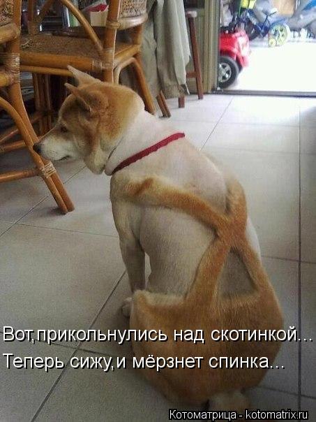 Котоматрица: Вот,прикольнулись над скотинкой... Теперь сижу,и мёрзнет спинка...
