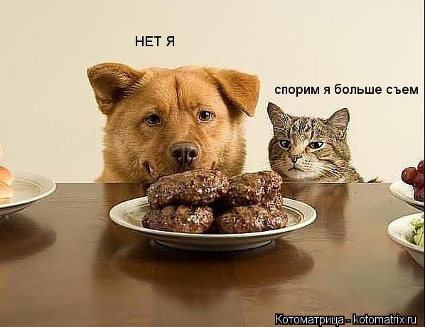 спорим я больше съем НЕТ Я... Котоматрица: спорим я больше съем НЕТ Я
