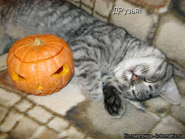 ДРузья!... Котоматрица: ДРузья!