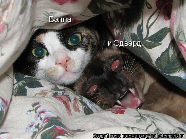 Котоматрица: Бэлла и Эдвард