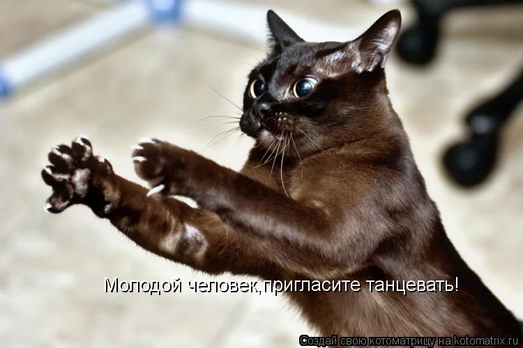 Молодой человек,пригласите танцевать!... Котоматрица: Молодой человек,пригласите танцевать!