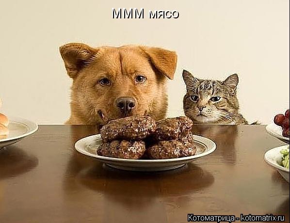 МММ мясо... Котоматрица: МММ мясо