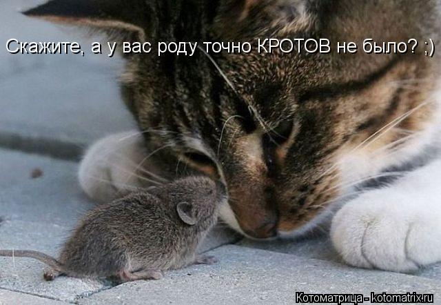Котоматрица: Скажите, а у вас роду точно КРОТОВ не было? ;)