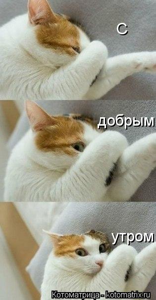 С добрым утром... Котоматрица: С добрым утром