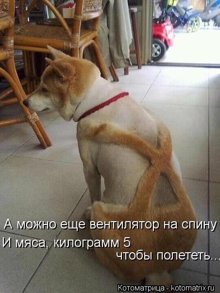 А можно еще вентилятор на спину И мяса, килограмм 5 чтобы полететь...... Котоматрица: А можно еще вентилятор на спину И мяса, килограмм 5 чтобы полететь...