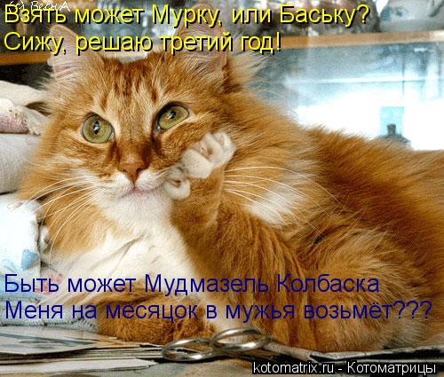 Котоматрица: Взять может Мурку, или Баську? Сижу, решаю третий год! Быть может Мудмазель Колбаска Меня на месяцок в мужья возьмёт???