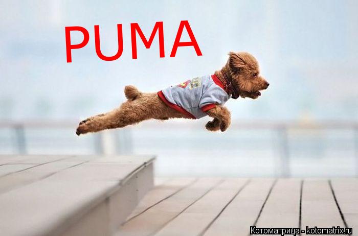 Котоматрица: PUMA