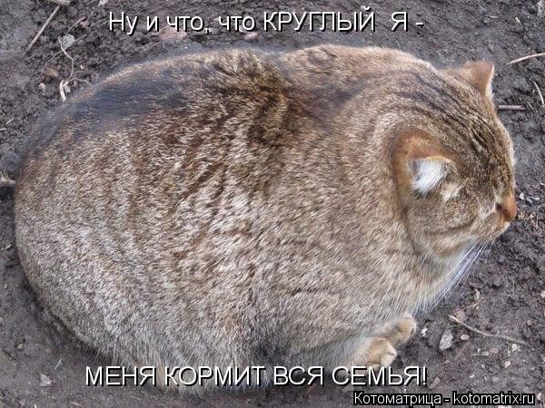 Котоматрица: Ну и что, что КРУГЛЫЙ  Я - МЕНЯ КОРМИТ ВСЯ СЕМЬЯ!