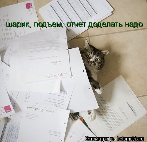 шарик, подъем, отчет доделать надо... Котоматрица: шарик, подъем, отчет доделать надо