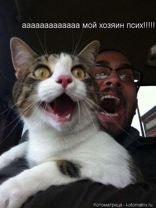 ааааааааааааа мой хозяин псих!!!!!... Котоматрица: ааааааааааааа мой хозяин псих!!!!!