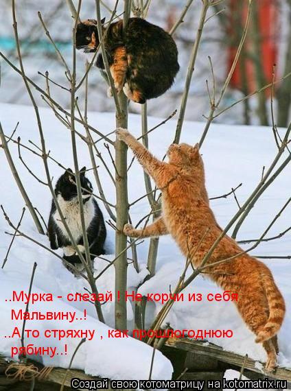 Котоматрица: ..Мурка - слезай ! Не корчи из себя  Мальвину..!   ..А то стряхну , как прошлогоднюю   рябину..!