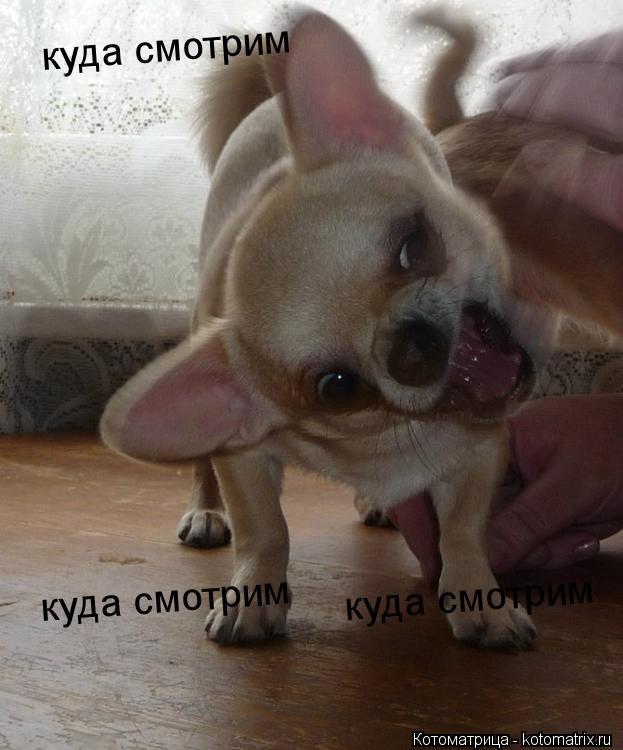 Котоматрица: куда смотрим куда смотрим куда смотрим
