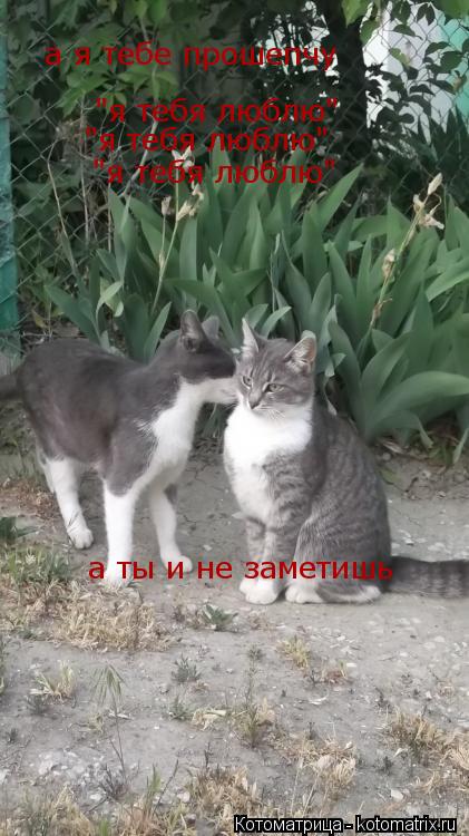 а я тебе прошепчу "я тебя люблю" "я тебя люблю" "я тебя люблю" а ты и не заметишь... Котоматрица: а я тебе прошепчу "я тебя люблю" "я тебя люблю" "я тебя люблю" а ты и не заметишь