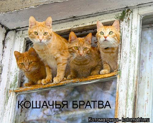 Котоматрица: КОШАЧЬЯ БРАТВА