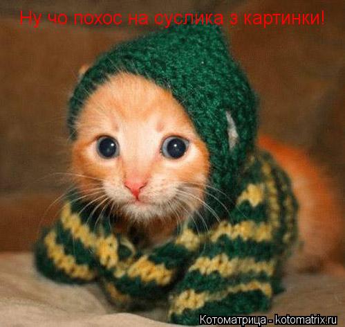 Котоматрица: Ну чо похос на суслика з картинки!