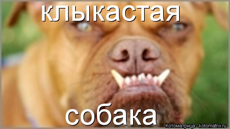 клыкастая собака... Котоматрица: клыкастая собака