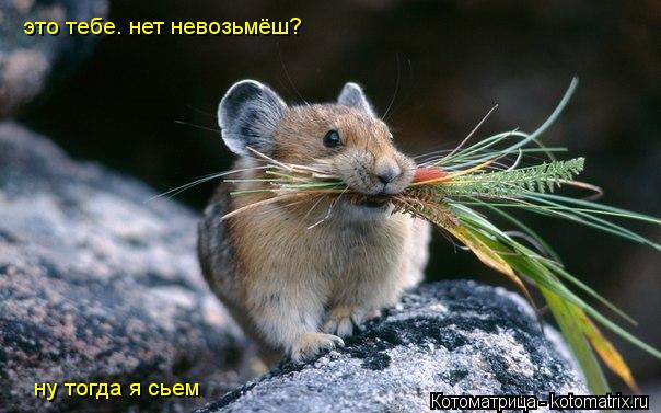 это тебе. нет невозьмёш? ну тогда я сьем... Котоматрица: это тебе. нет невозьмёш? ну тогда я сьем