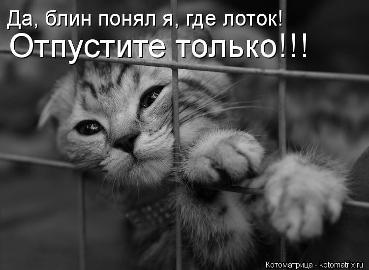 Котоматрица: Да, блин понял я, где лоток! Отпустите только!!!