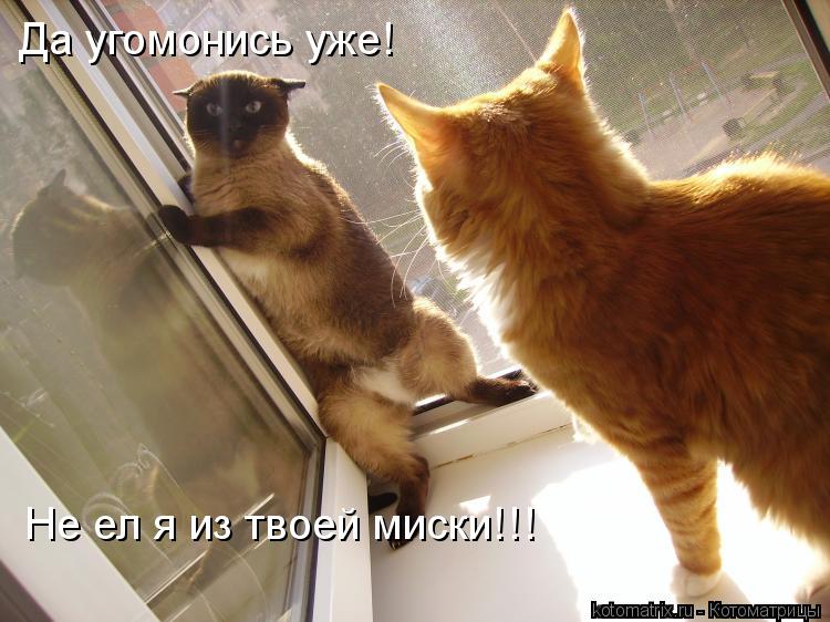 Котоматрица: Да угомонись уже! Не ел я из твоей миски!!!