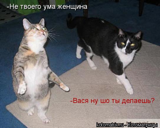 -Вася ну шо ты делаешь? -Не твоего ума женщина... Котоматрица: -Вася ну шо ты делаешь? -Не твоего ума женщина
