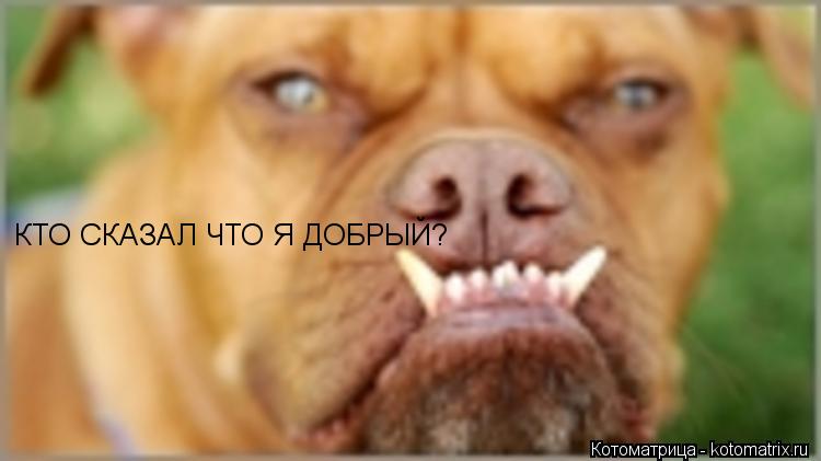 КТО СКАЗАЛ ЧТО Я ДОБРЫЙ?... Котоматрица: КТО СКАЗАЛ ЧТО Я ДОБРЫЙ?