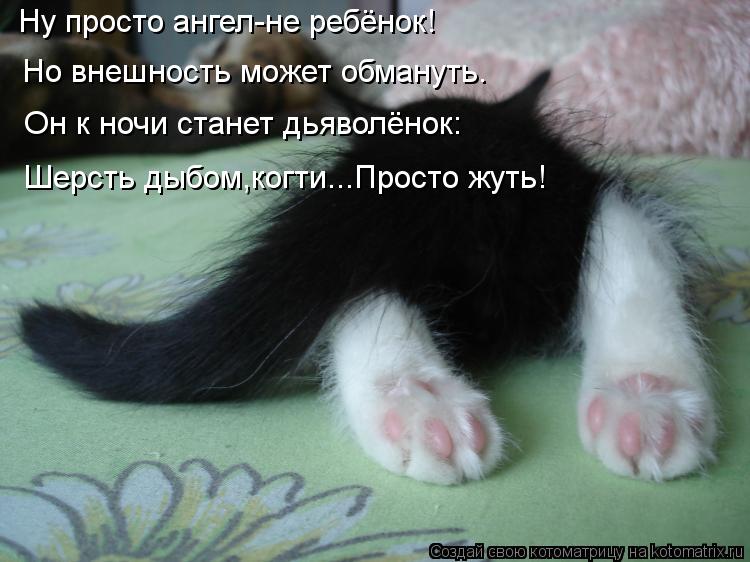 Котоматрица: Ну просто ангел-не ребёнок! Но внешность может обмануть. Он к ночи станет дьяволёнок: Шерсть дыбом,когти...Просто жуть!
