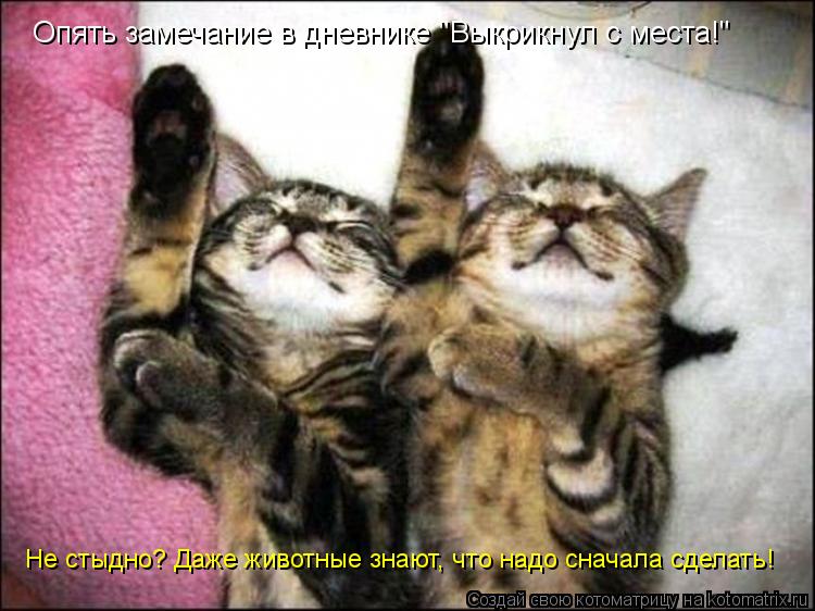 Котоматрица: Опять замечание в дневнике "Выкрикнул с места!" Не стыдно? Даже животные знают, что надо сначала сделать!