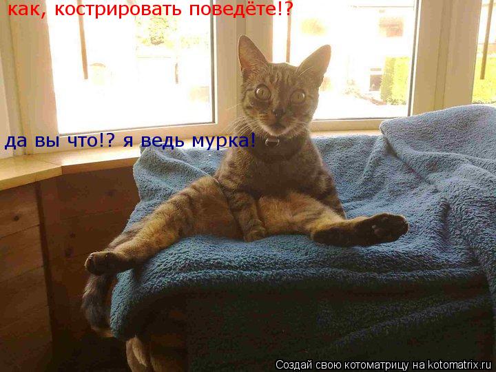 Котоматрица: как, кострировать поведёте!? да вы что!? я ведь мурка!