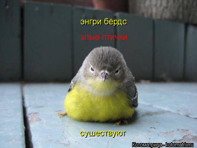 злые птички энгри бёрдс сушествуют... Котоматрица: злые птички энгри бёрдс сушествуют