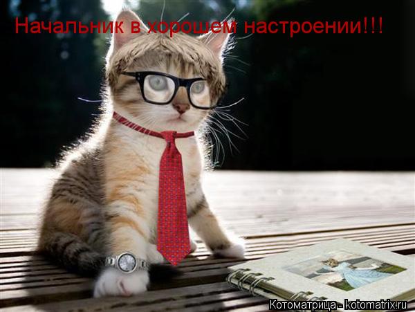 Начальник в хорошем настроении!!!... Котоматрица: Начальник в хорошем настроении!!!