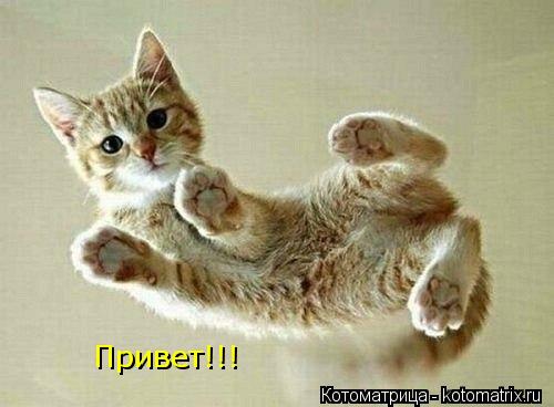 Привет!!!... Котоматрица: Привет!!!