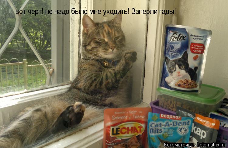 Котоматрица: вот черт! не надо было мне уходить! Заперли гады!