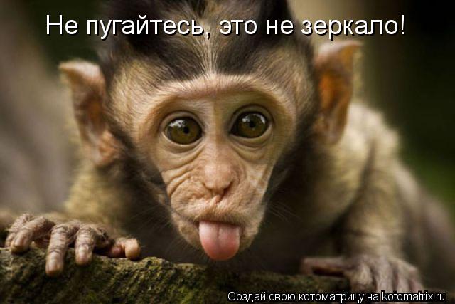 Не пугайтесь, это не зеркало!... Котоматрица: Не пугайтесь, это не зеркало!