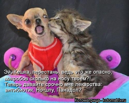 Котоматрица: микробов сколько на носу твоем?!  Теперь давайте срочно мне лекарства: антибиотик, Но-шпу, Панадол? Эй, Кешка, перестань, ведь это же опасно,