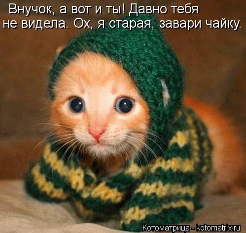 Котоматрица: Внучок, а вот и ты! Давно тебя не видела. Ох, я старая, завари чайку.