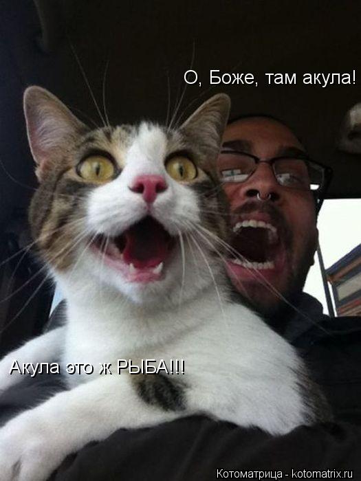 Котоматрица: О, Боже, там акула!  Акула это ж РЫБА!!!