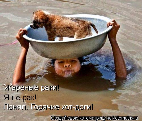 Котоматрица: Жареные раки! Я не рак! Понял. Горячие хот-доги!