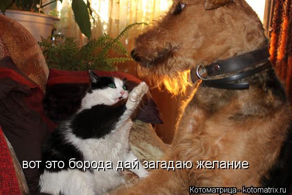 Котоматрица: вот это борода вот это борода дай загадаю желание