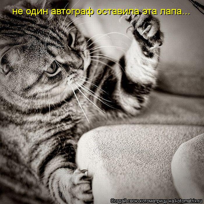 Котоматрица: не один автограф оставила эта лапа...