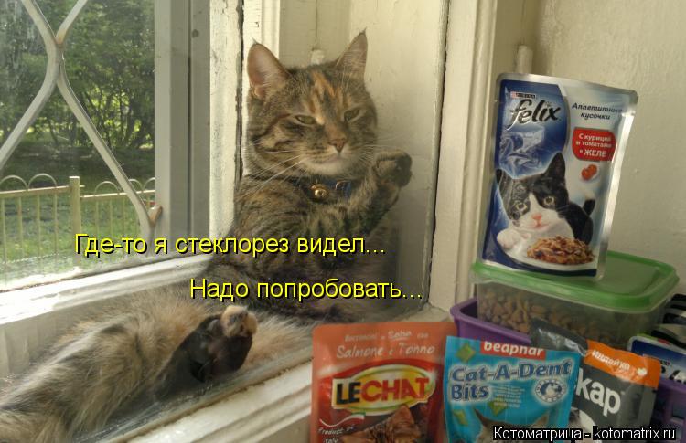 Где-то я стеклорез видел... Надо попробовать...... Котоматрица: Где-то я стеклорез видел... Надо попробовать...