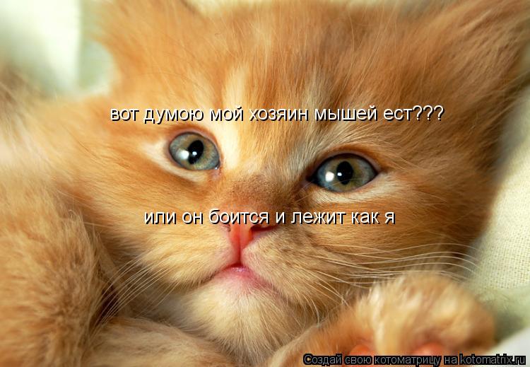 вот думою мой хозяин мышей ест??? или он боится и лежит как я... Котоматрица: вот думою мой хозяин мышей ест??? или он боится и лежит как я