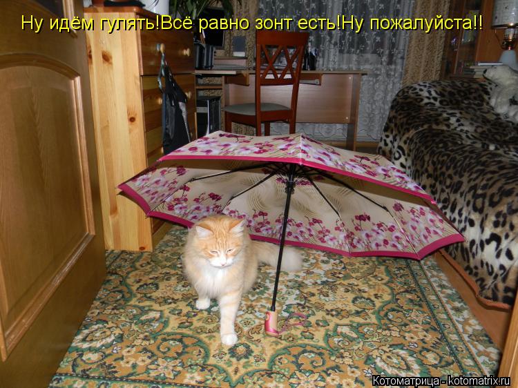 Котоматрица: Ну идём гулять!Всё равно зонт есть!Ну пожалуйста!!